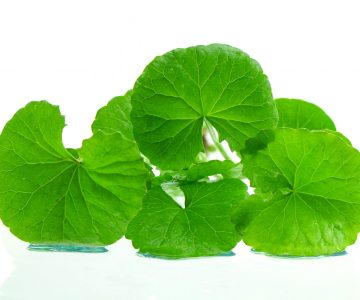 Indian pennywort brain tonic herbal plant. brahmi capsules