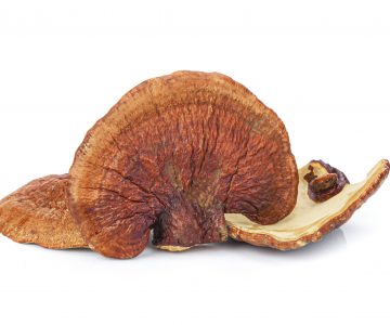 Lingzhi Mushroom Ganoderma Lucidum Isolated on white background ganoderma supplement