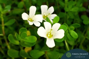 Brahmi