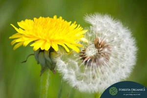 Liver Detox with Milk Thistle, Glutathione & Dandelion 13 Dandelion 2