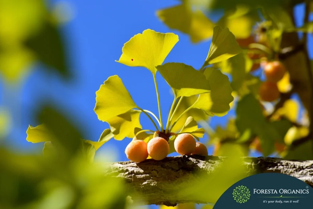 Ginkgo Biloba