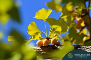 Ginkgo Biloba 2
