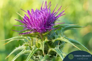 Liver Detox with Milk Thistle, Glutathione & Dandelion 12 Milk Thistle