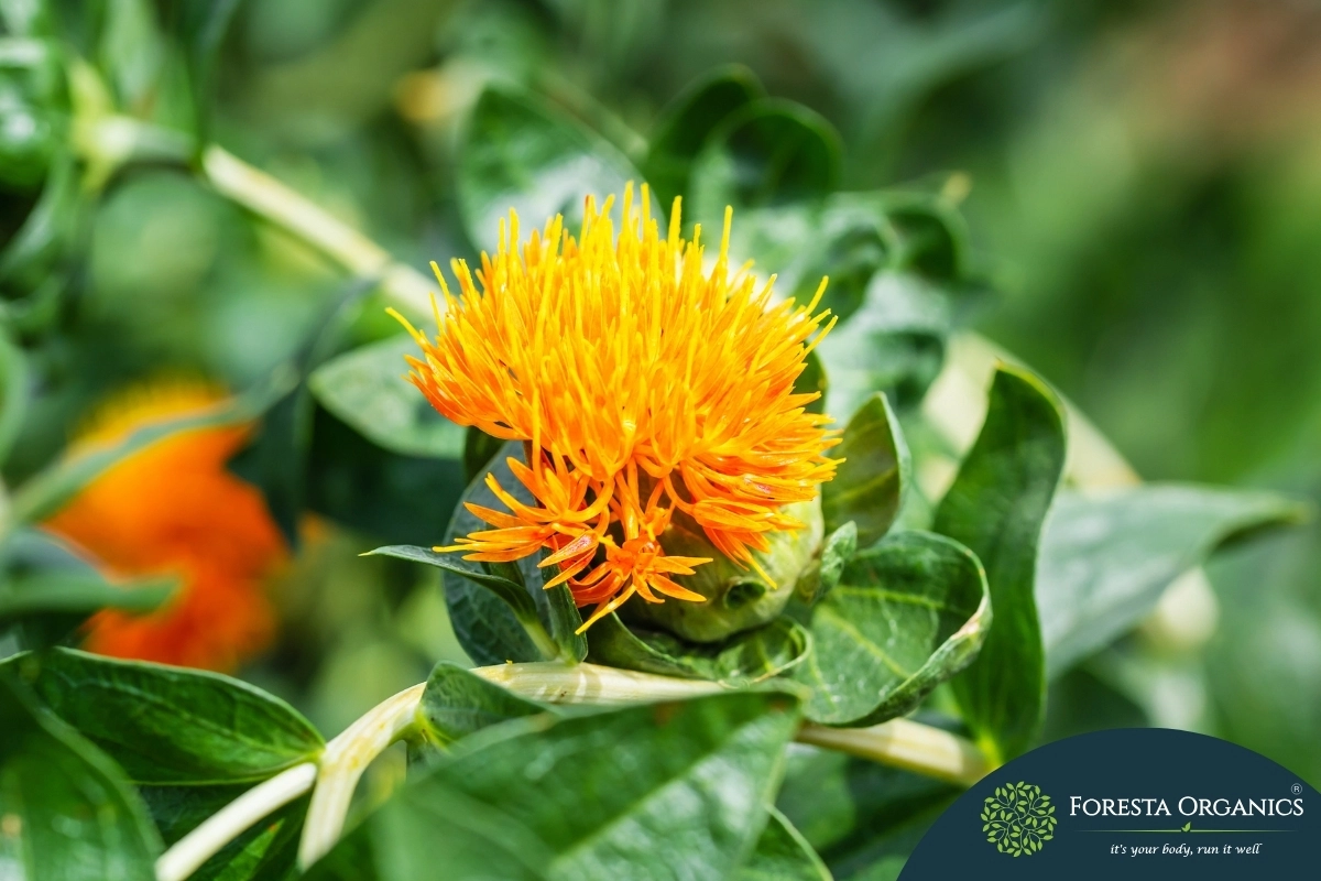 Safflower
