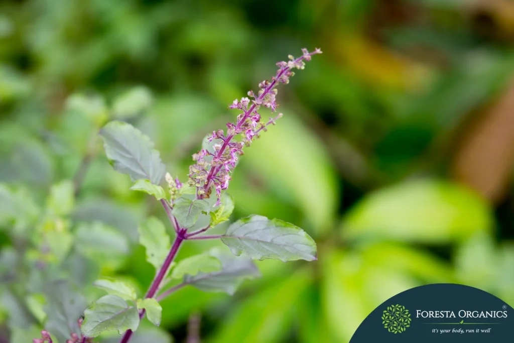 Tulsi
